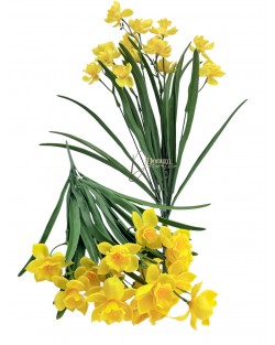 Nárciszcsokor / Gumi- 46cm. 7főszál 