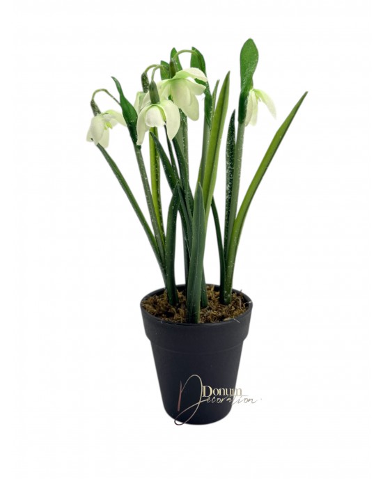 Hóvirág kaspóban / 25cm. 5 szál-Jeges 