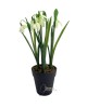 Hóvirág kaspóban / 25cm. 5 szál-Jeges 