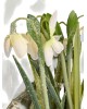 Hóvirág kaspóban / 25cm. 5 szál-Jeges 