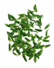 Kiegészítő levél / 100 db. 3cm. Halványrózsaszín vég 
