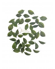 Kiegészítő levél / 50db. 2.5-3.5cm. Zöld