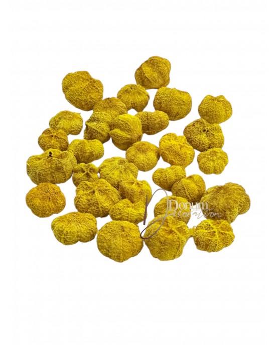 Szárított termés - Fokhagyma / 50g. Sárga