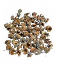 Szárított termés - Bükk kupacs / 50g.