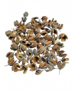 Szárított termés - Bükk kupacs / 50g.