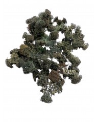 Luffa / 30g. Sötétzöld