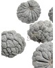 Szárított termés - Ata gumó / 80g.Fehérített