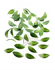 Kiegészítő levél / 50db. 3.5cm. Zöld-zúzmarás