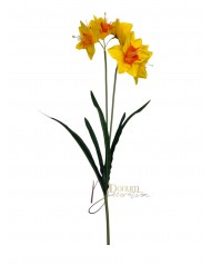 Nárcisz / Elágazó 59cm. 