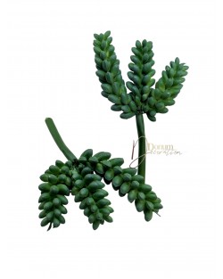 Varjúháj-Gumi / 14cm. 3 mellékág 