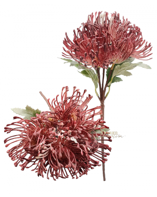 Protea gally / 35cm. 5 fej