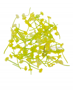 Gypsophila /  3cm. 100db. Sárga