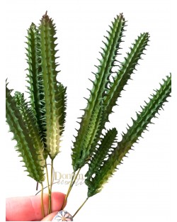 Kaktusz / 20cm.(12cm) Gumis