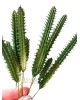 Kaktusz / 17cm.(10cm) Gumis Kaktusz / 17cm.(10cm) Gumis