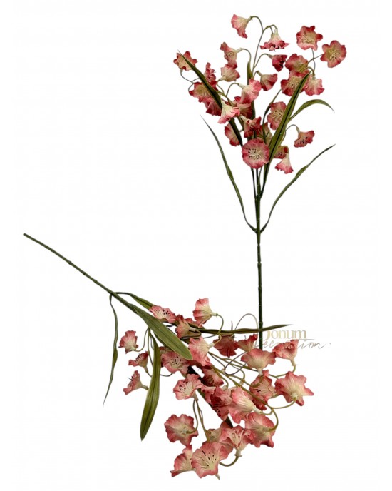 Asztromélia  / 53 cm. Középamaránt