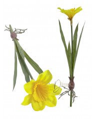 Nárcisz hagymával gyökérrel / 46cm. Sárga