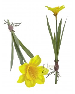 Nárcisz hagymával gyökérrel / 46cm. Sárga