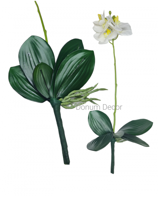 Gumi orchidea virágszál gyökeres levéllel /50cm.Fehér