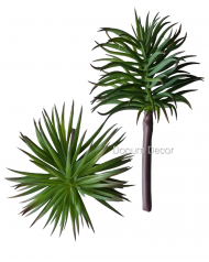 Tűlevelű Kövirózsa / 16cm.Zöld 