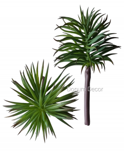 Tűlevelű Kövirózsa / 16cm.Zöld 