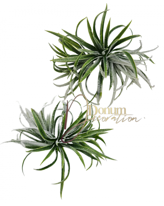 Havas Tillandsia / 3db.17cm.