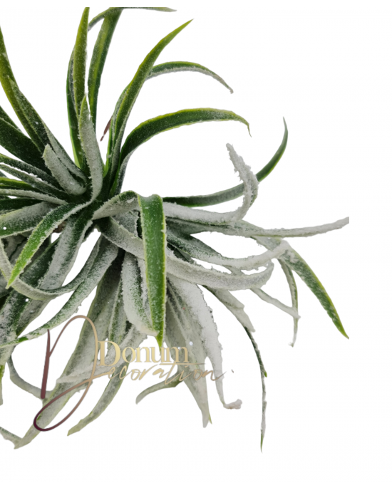 Havas Tillandsia / 3db.17cm.