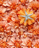 Dalia / 10cm. Fakónarancs