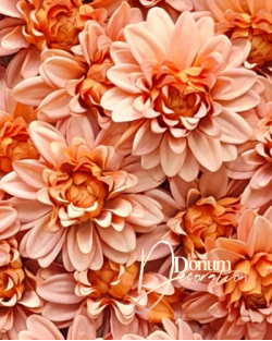 Dalia / 10cm. Fakónarancs Dalia / 10cm. Fakónarancs