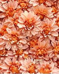 Dalia / 10cm. Fakónarancs 