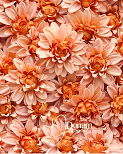Dalia / 10cm. Fakónarancs 