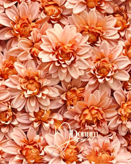 Dalia / 10cm. Fakónarancs